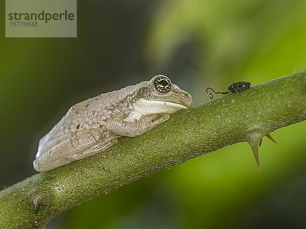 Ein erwachsener Amazonas-Milchfrosch (Trachycephalus macrotis)  im Amazon Rescue Center  Iquitos  Peru  Südamerika