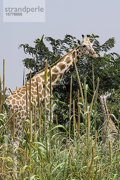 Westafrikanische Giraffen (Giraffa camelopardalis peralta)  Koure  Niger  Westafrika  Afrika