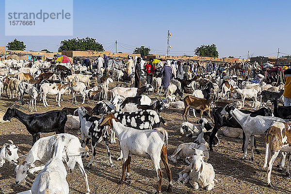 Tiermarkt  Agadez  Niger  Westafrika  Afrika