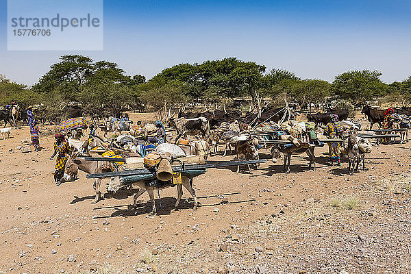Karawane von Peul-Nomaden mit ihren Tieren in der Sahelzone von Niger  Westafrika  Afrika