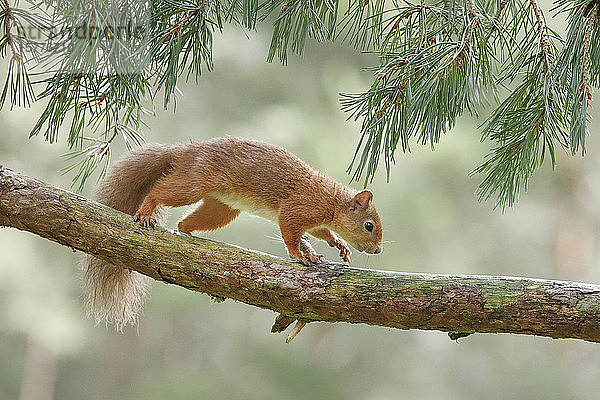 Europäisches Eichhörnchen (Sciurus vulgaris)  Schottland  Vereinigtes Königreich  Europa