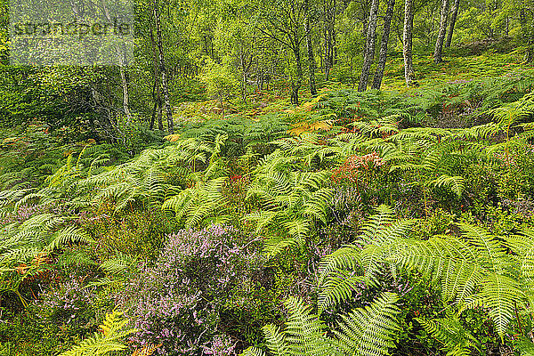 Craigellachie National Nature Reserve  Highlands  Schottland  Vereinigtes Königreich  Europa