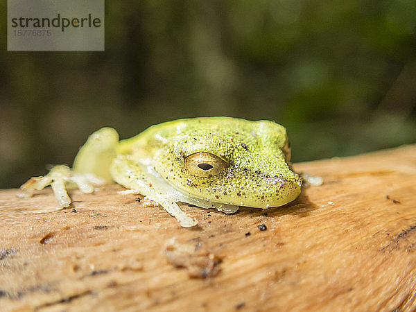 Ein erwachsener grüner Laubfrosch (Hyla granosa) am Maranon-Fluss  Nauta  Peru  Südamerika