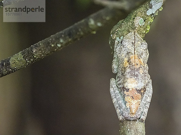 Ein ausgewachsener Gladiatorenlaubfrosch (Hypsiboas boans) in der Nähe des Clavero-Sees  Amazonasbecken  Loreto  Peru  Südamerika