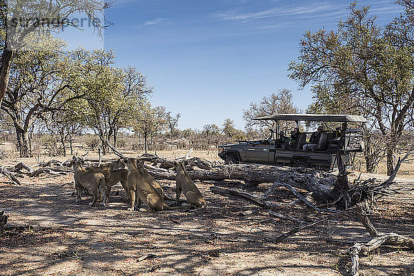 Löwenrudel (Panthera leo)  ruhend in der Nähe eines Safarifahrzeugs im Chobe-Nationalpark  Botsuana  Afrika