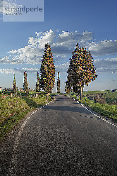 Zypressen am Straßenrand in der Toskana  Italien