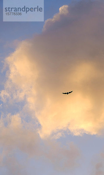 Vogel fliegt gegen Wolke