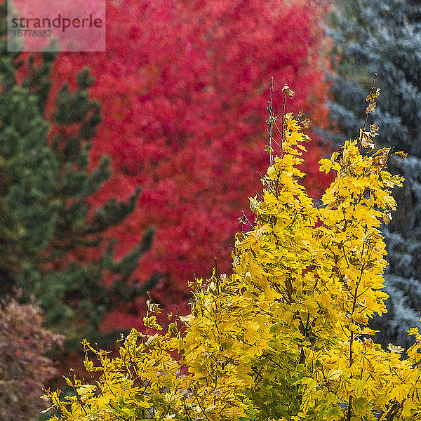 Herbstbäume