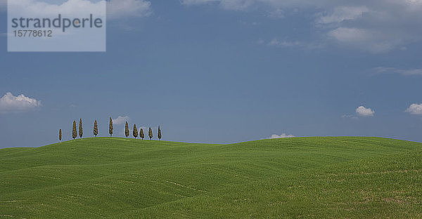 Bäume auf einem Hügel in der Toskana  Italien