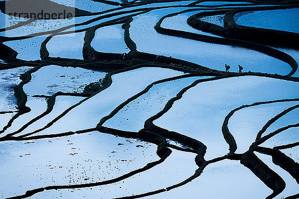 Der Himmel der Morgendämmerung spiegelt sich in Reisterrassen  Yuanyang  Yunnan  China