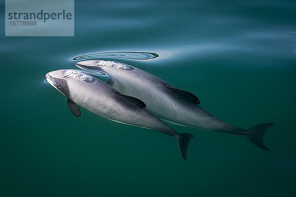 Zwei Hector-Delphine (Cephalorhynchus hectori)  die an der Wasseroberfläche auftauchen  Kaikoura  Gisborne  Neuseeland