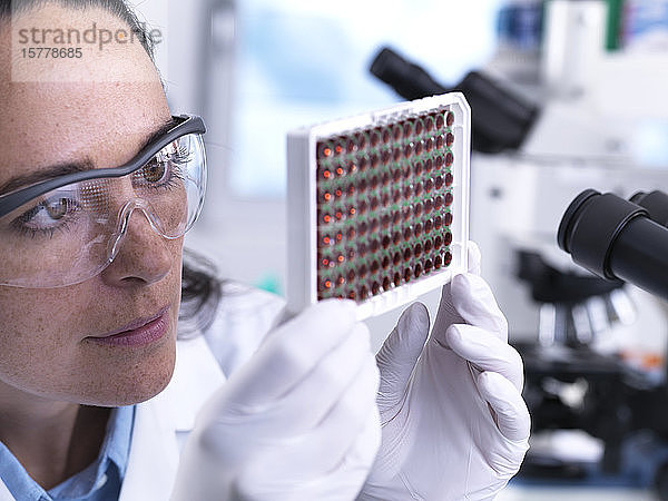 Wissenschaftlerin betrachtet eine Multiwell-Platte mit Blutproben zum Screening eines Labors