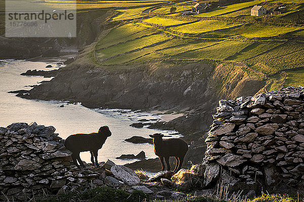 Schafe am Klippenrand stehend  Coumeenole Beach  Slea Head Drive  Dingle  Kerry  Irland