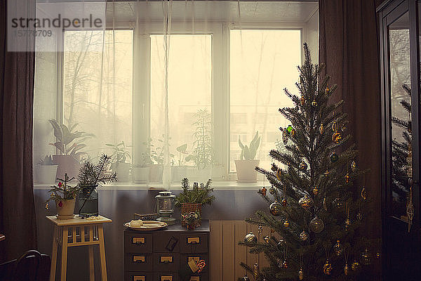 Weihnachtsbaum und Topfpflanzen am Fenster