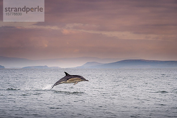 Gewöhnlicher Delfin (Delphinus)  Tümmler  Blasket-Inseln  Dingle  Kerry  Irland
