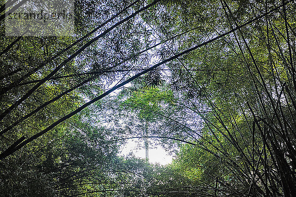 Regenwald  Guaiuba  Ceara  Brasilien