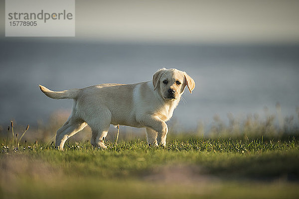 Labrador-Welpe  im Freien  Doolin  Clare  Irland