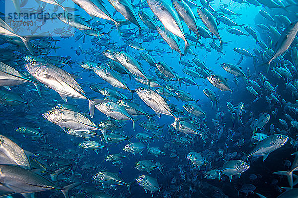 Schwarm von Jackfischen  Puntarenas  Costa Rica