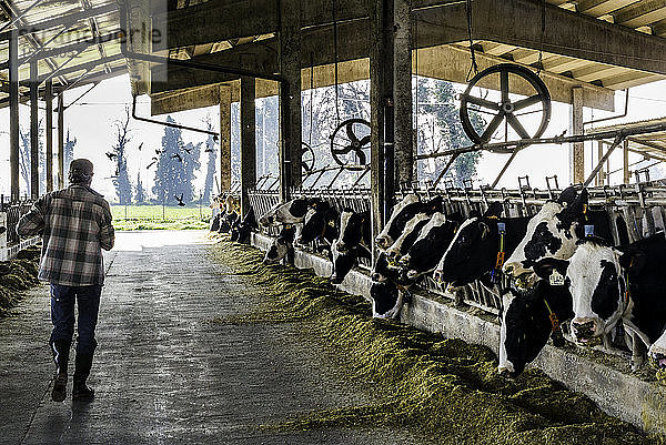 Milchbauern gehen durch einen Viehstall