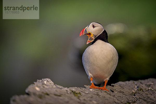 Papageientaucher (Fratercula arctica)  auf Felsen ruhend  Portmagee  Kerry  Irland