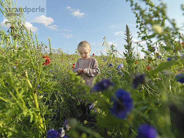Kind im Wildblumenfeld  Kopenhagen  Hovedstaden  Dänemark