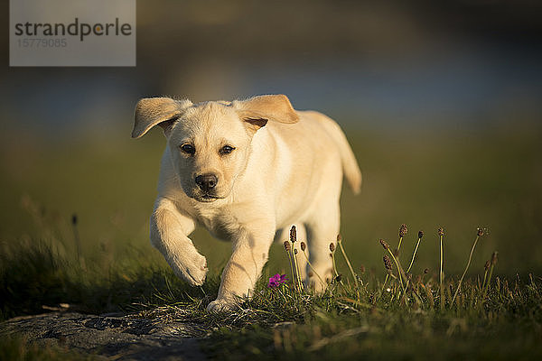 Labrador-Welpe  Spaziergang im Freien  Doolin  Clare  Irland