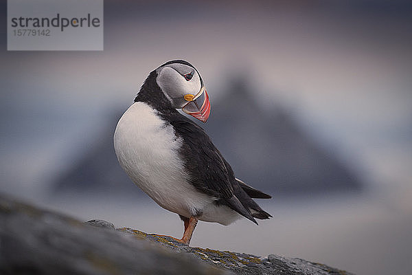 Papageientaucher (Fratercula arctica)  auf Felsen ruhend  Portmagee  Kerry  Irland