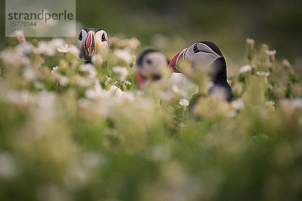 Papageitaucher (Fratercula arctica) auf den Skellig Inseln  Portmagee  Kerry  Irland