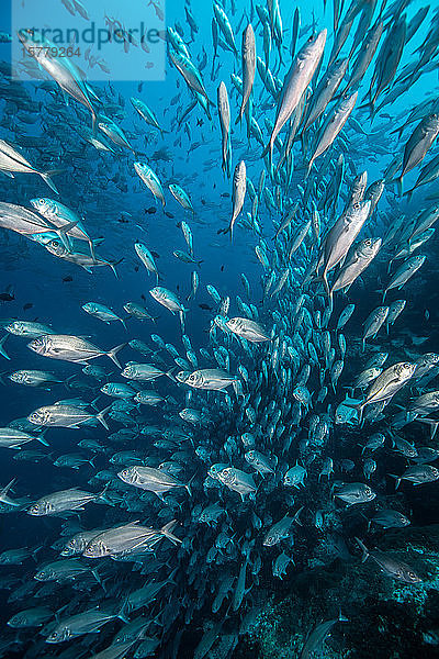 Schwarm von Jackfischen  Puntarenas  Costa Rica
