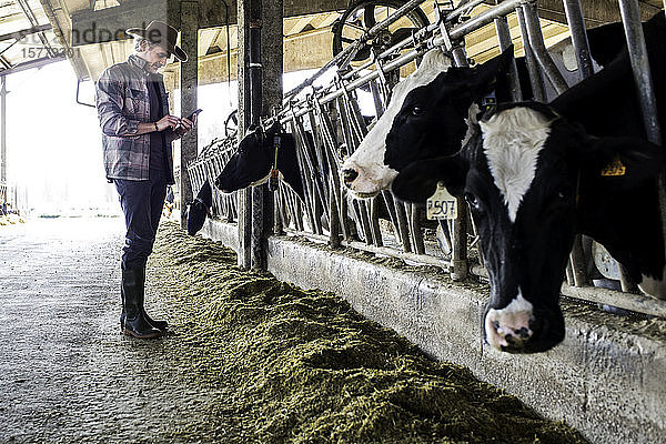 Milchbauern kontrollieren das Wohlbefinden ihrer Kühe