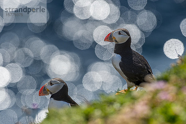 Zwei Papageientaucher (Fratercula arctica)  Skellig Inseln  Portmagee  Kerry  Irland