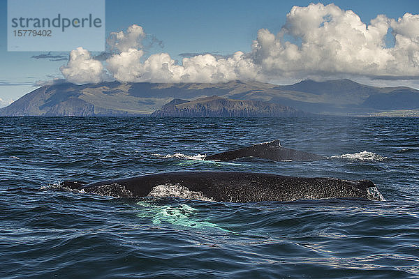 Zwei Buckelwale (Megaptera novaeangliae)  die zusammen schwimmen  Dingle  Kerry  Irland