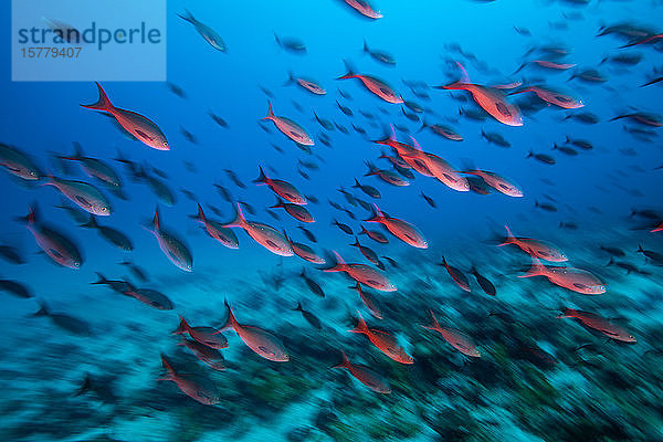 Leuchtend roter kreolischer Fisch  Puntarenas  Costa Rica