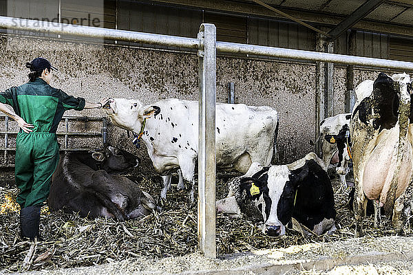 Milchbauern  die Kühe im Stall hüten