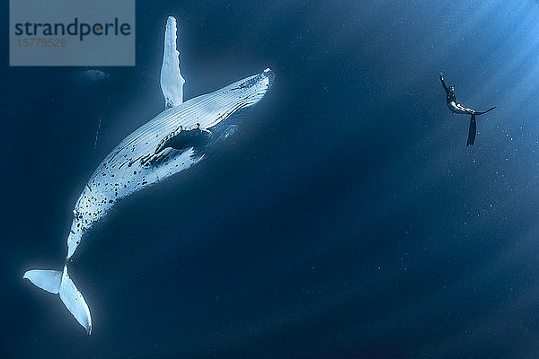 Mit Buckelwalen (Megaptera novaeangliae) schwimmende Frau  Unterwassersicht  Tonga  Western  Fidschi