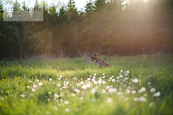 Hund sitzt im grünen Grasfeld