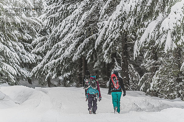 Eine Gruppe von Freunden wandert im Winter durch einen kanadischen Wald.