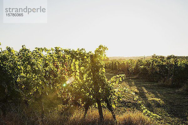 Frankreich  Nouvelle-Aquitaine  Departement Gironde  Weinregion Bordeaux  Weinberg bei Sonnenuntergang