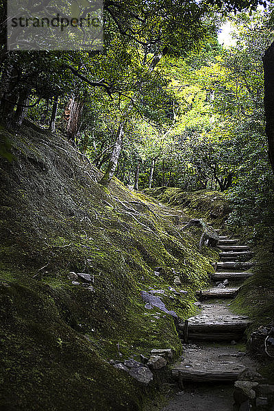 Japan  Kyoto  Schritte im Wald