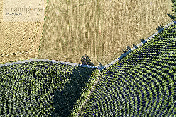 Deutschland  Bayern  Franken  Luftaufnahme von Maisfeldern und Feldweg