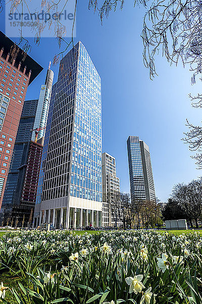 Deutschland  Hessen  Frankfurt  Frühlingsblumenbeet mit Wolkenkratzern im Hintergrund