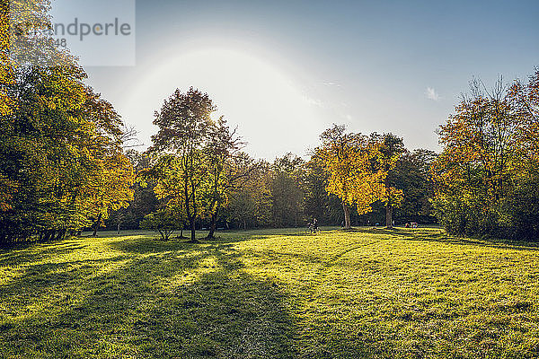 Nordenglischer Garten im Herbst  Oberfohring  München  Deutschland