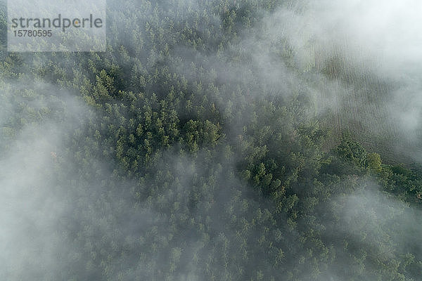 Deutschland  Bayern  Franken  Luftaufnahme eines Waldes  der am Morgen mit Nebel bedeckt ist