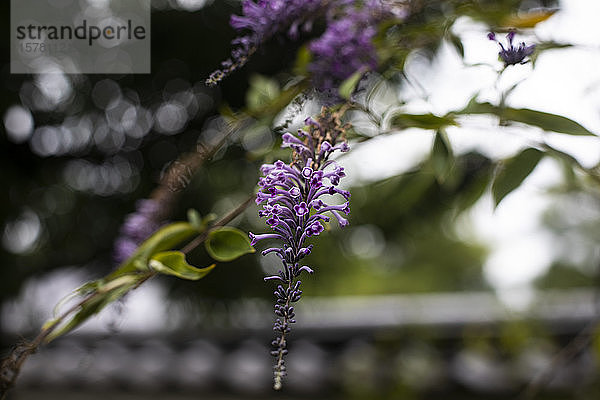 Japan  Kyoto  Nahaufnahme der violetten Blume