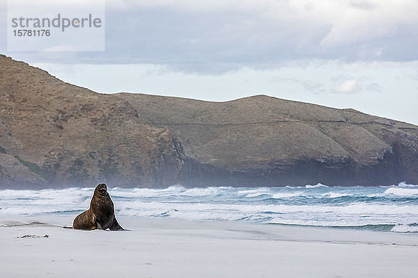 Neuseeland  Dunedin  Neuseeländischer Seelöwe (Phocarctos hookeri) am Allans Beach