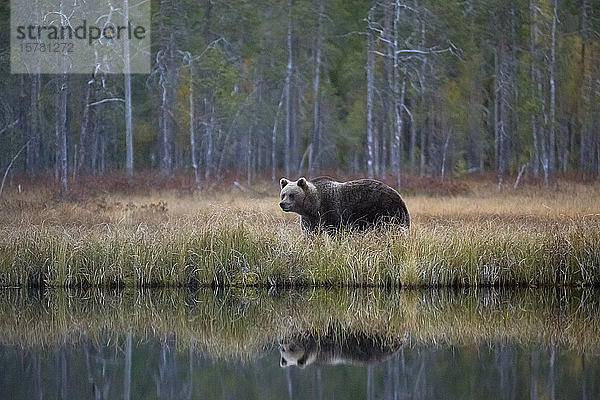 Finnland  Kainuu  Kuhmo  Braunbär (Ursus arctos) steht am grasbewachsenen Seeufer in der Herbsttaiga