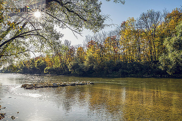 Die Isar im Nordenglischen Garten im Herbst  Oberfohring  München  Deutschland