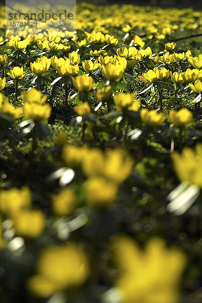 Deutschland  Sachsen  Gelbe Winterakoniten (Eranthis hyemalis) blühen im Frühlingsbeet