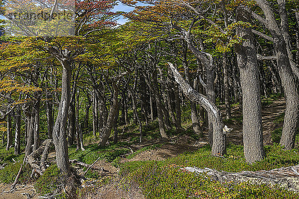 Chile  Provinz Ultima Esperanza  Herbstwald im Torres del Paine Nationalpark