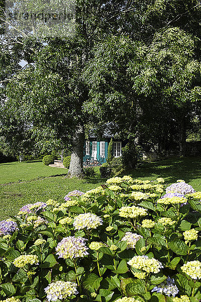 Frankreich  Bretagne  Audierne  Hortensien und Bäume im Garten
